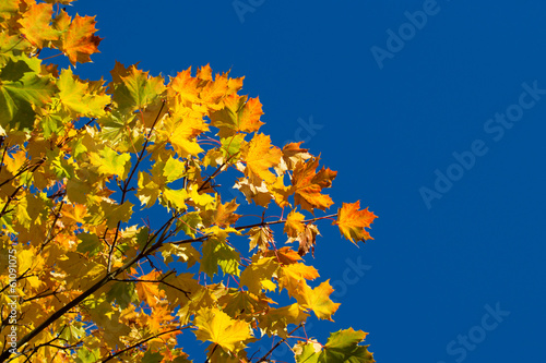 Autumn leaves against blue skies