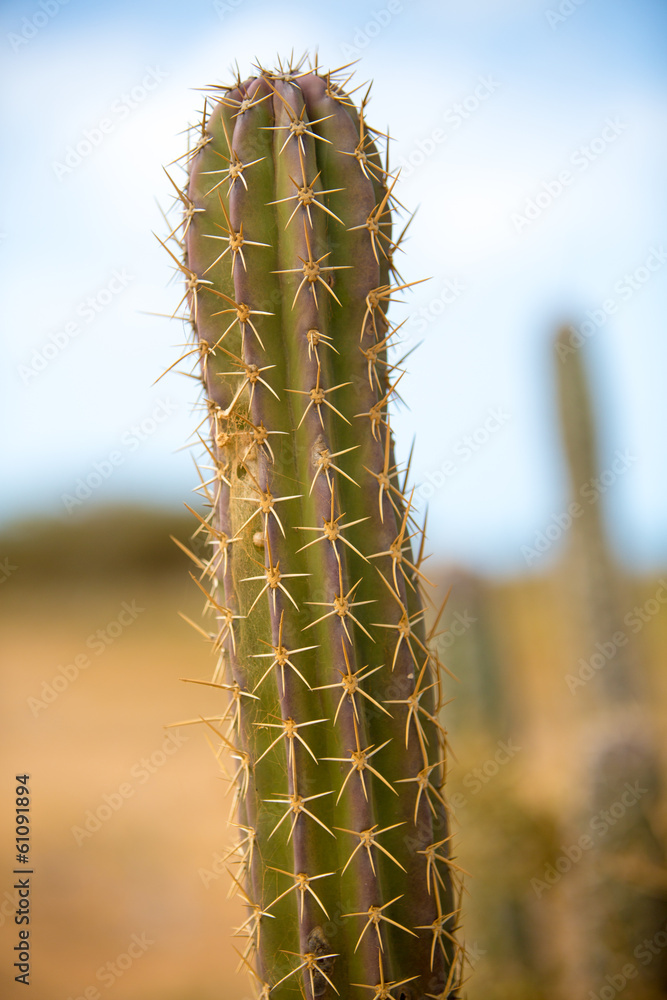 Naklejka premium Closeup view of a cactus in La Guajira