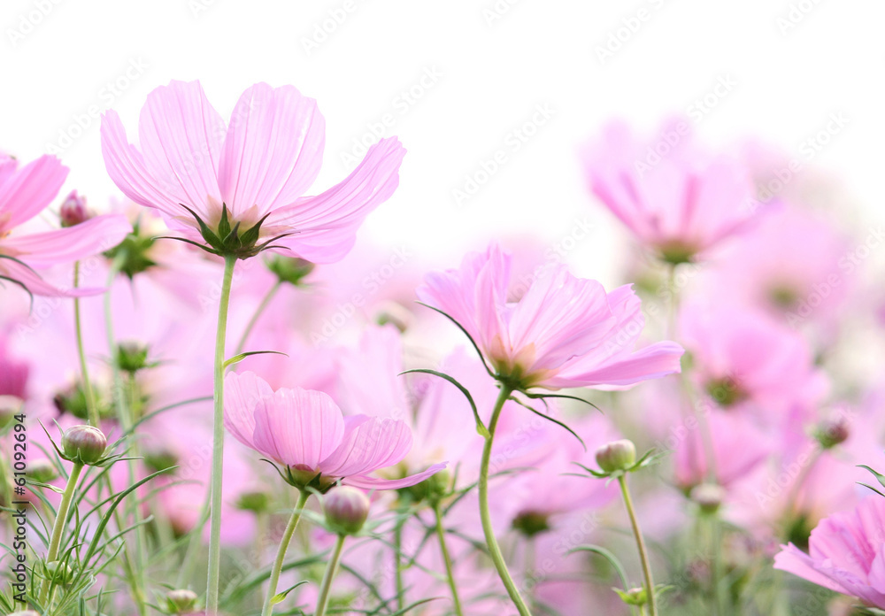 cosmos flowers isolated on white
