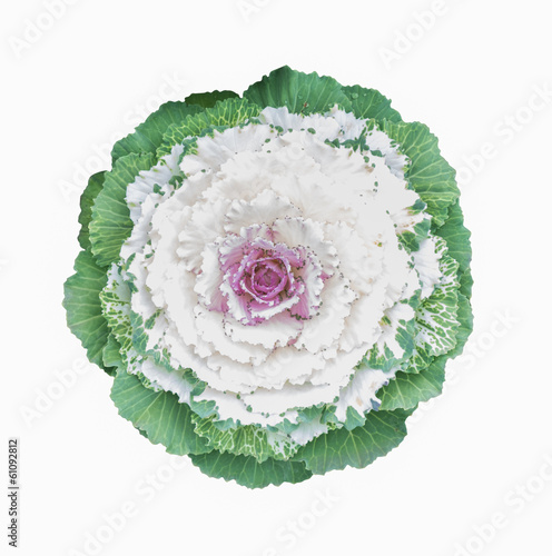 ornamental cabbage flower isolated on white