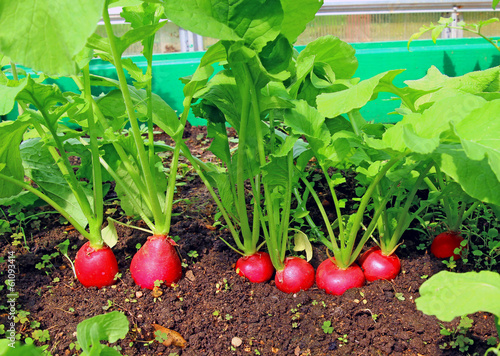 Red radish growing in the garden