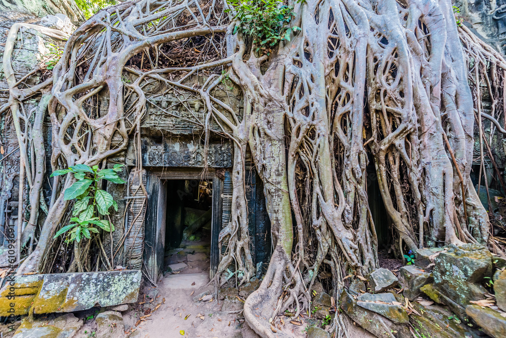 ta prohm angkor wat cambodia ta prohm angkor wat cambodia