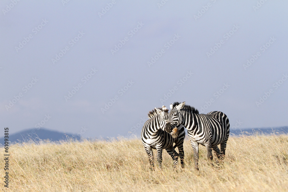 Naklejka premium A pair of zebras in courtship