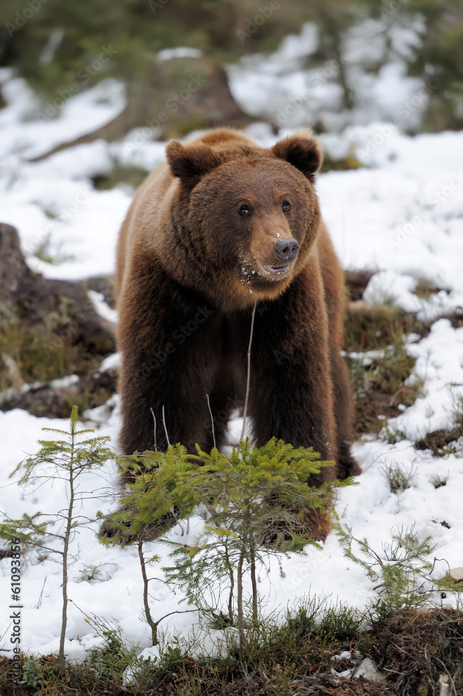 Bear in winter Bear in winter