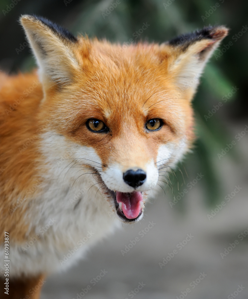 Red fox Red fox