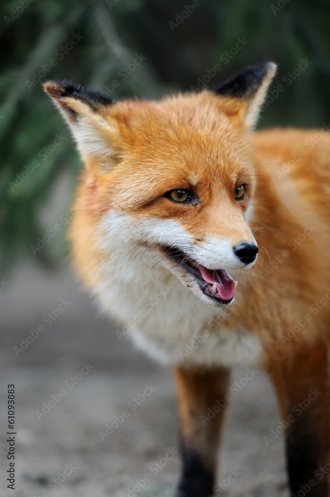 Obraz premium Red fox