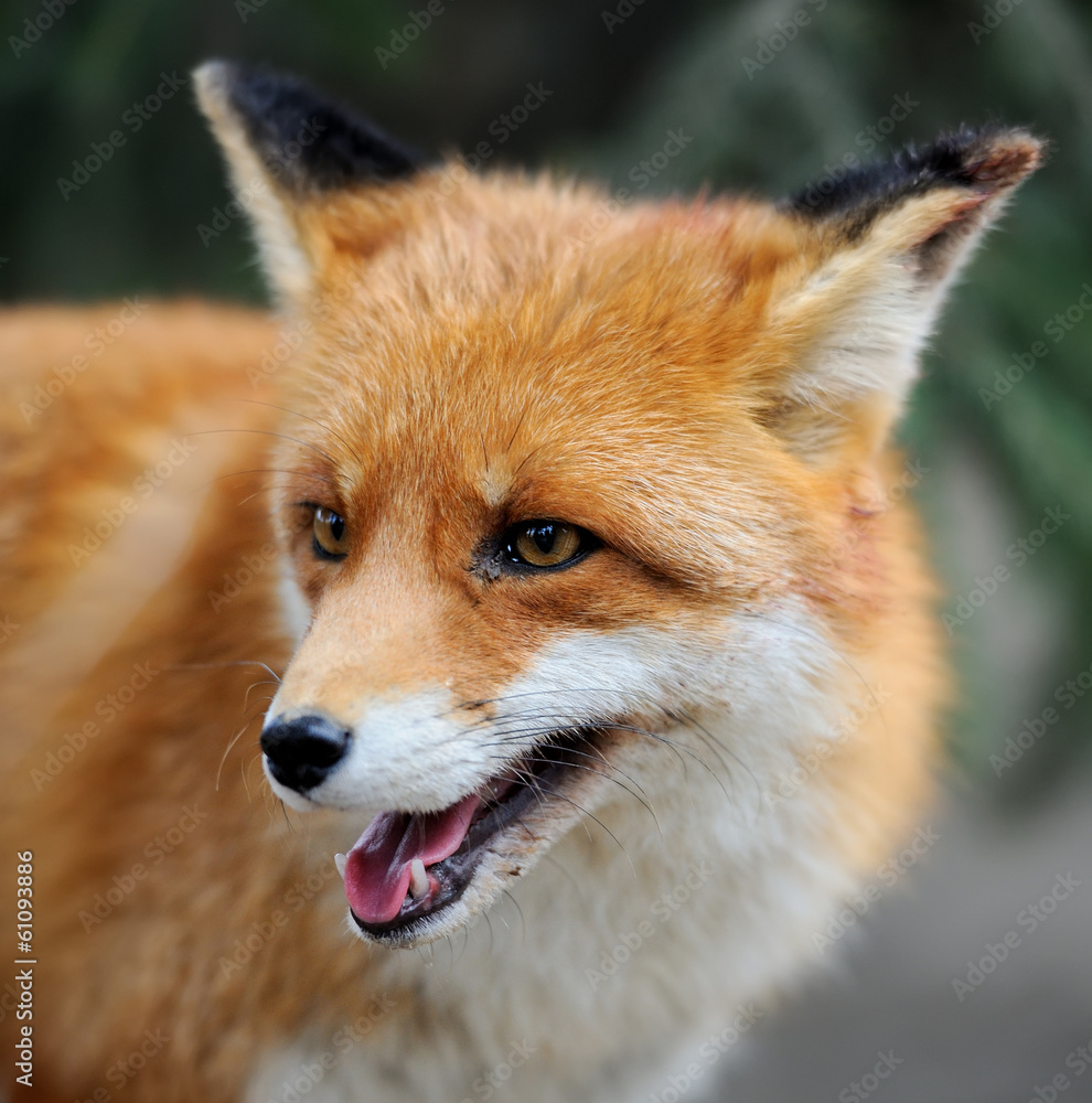 Fototapeta premium Red fox