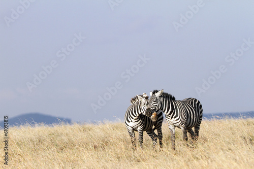 A pair of zebras in courtship