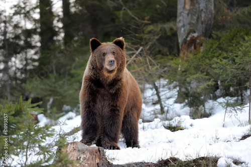 Bear in winter