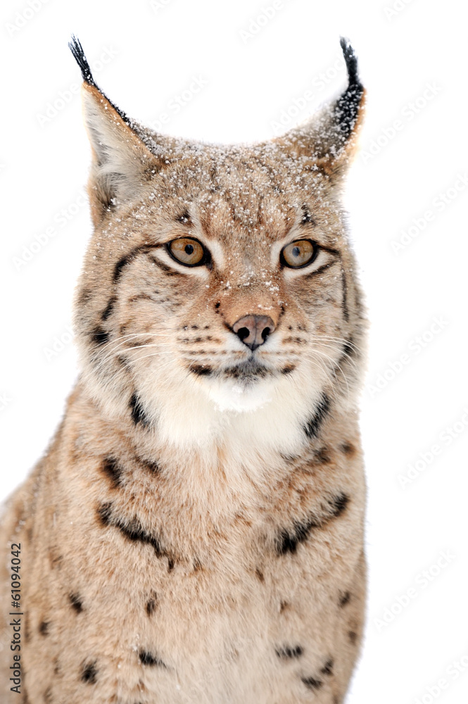 Obraz premium Lynx
