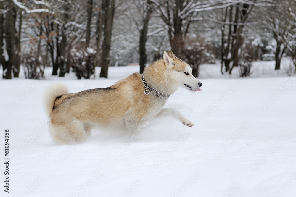 Husky