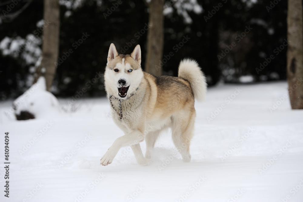 Naklejka premium Husky