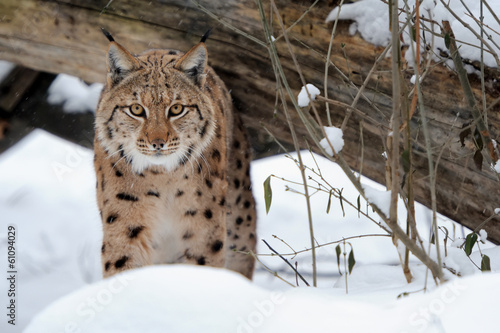 Lynx