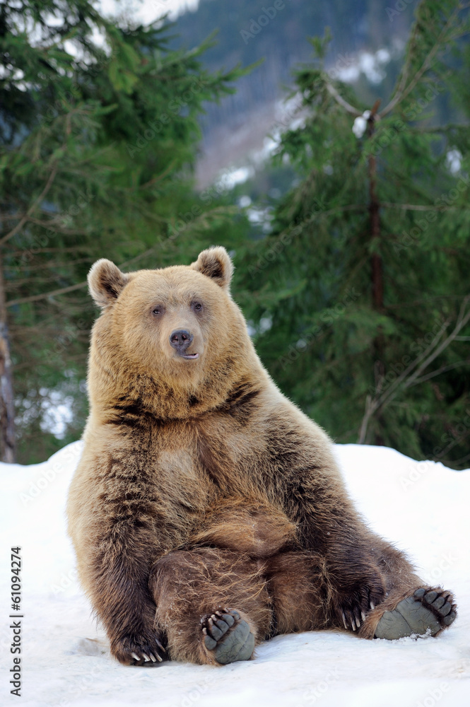 Fototapeta premium Bear in winter