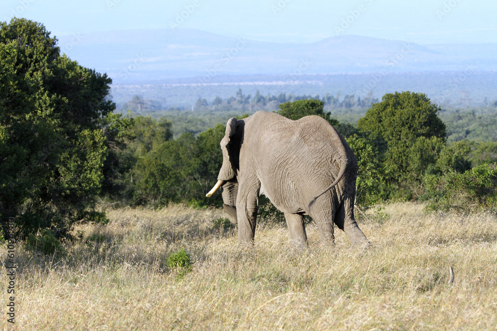 A huge African elephant moving in the forest A huge African elephant moving in the forest