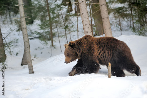 Bear in winter