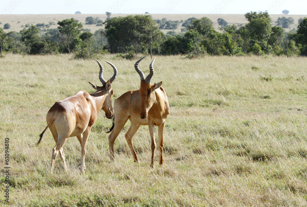 Naklejka premium Beautiful Hartebeest antelopes