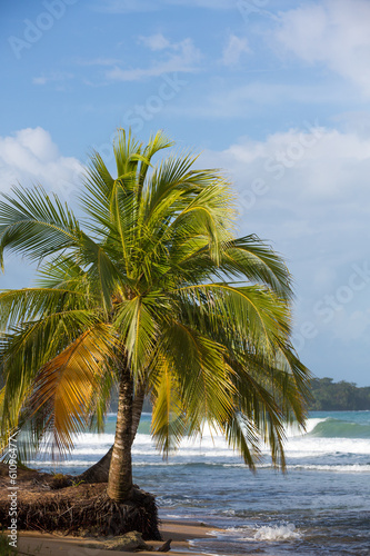 Fototapeta Naklejka Na Ścianę i Meble -  Coconut trees and big sea waves in Panama