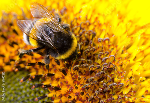 Bumblebee on a Sunflower, Close-up
