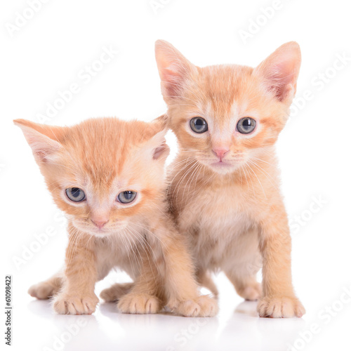 Scottish red kittens