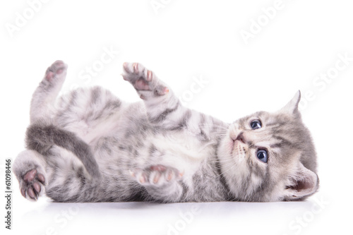 tabby Scottish kitten