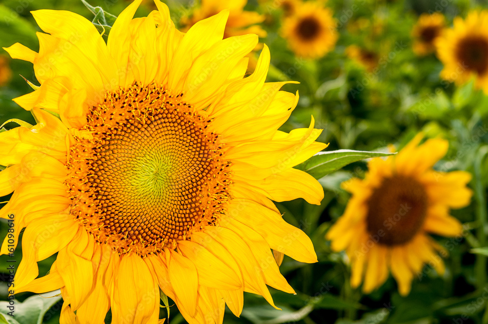Obraz premium Sunflower close-up on a field