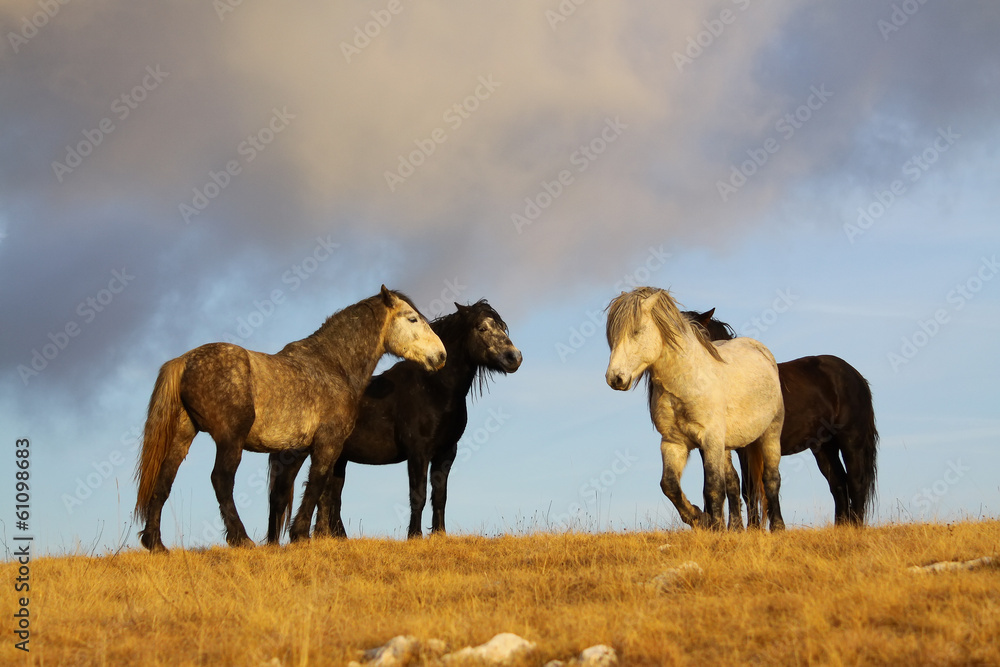 Obraz premium four wild horses on pasture