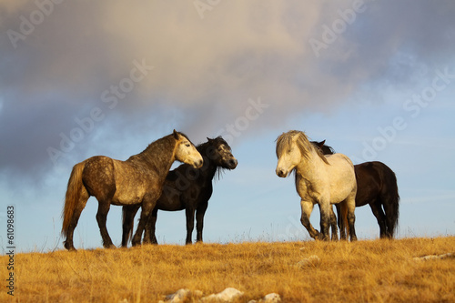 four wild horses on pasture