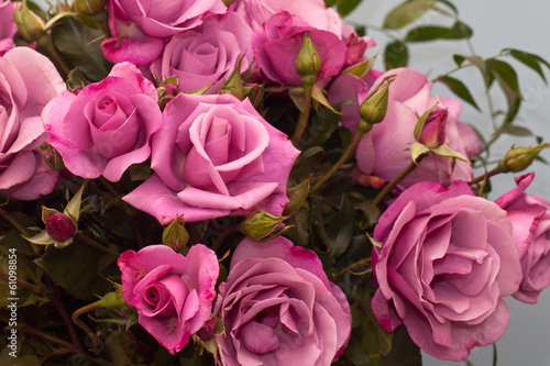 Pink roses © Antonina Vincent