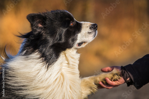 Fotótapéta border collie dog
