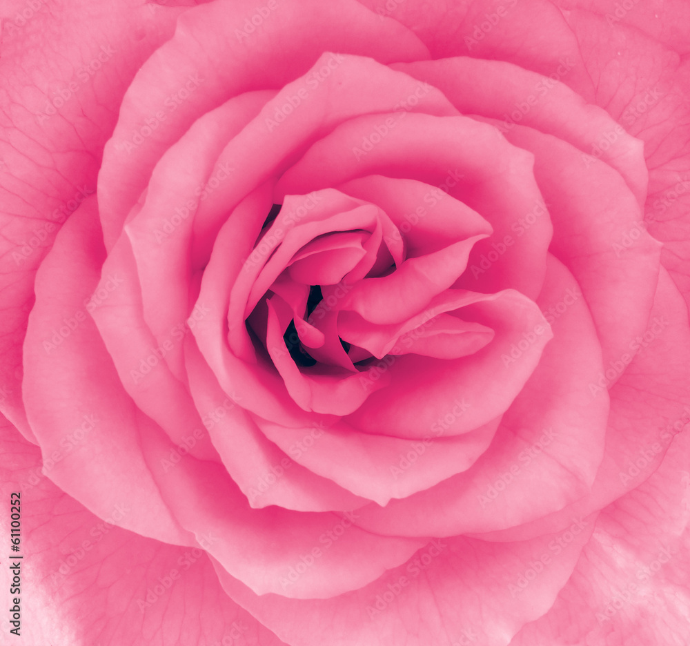 Close-up detail of a pink rose flower Close-up detail of a pink rose flower