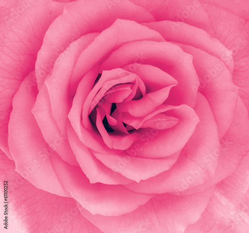 Close-up detail of a pink rose flower