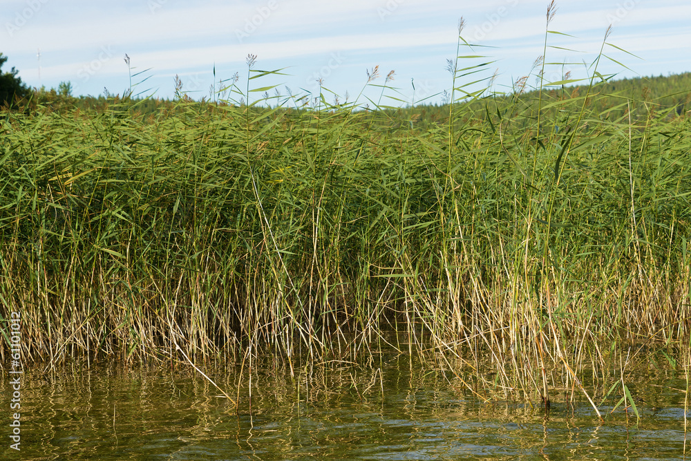 Obraz premium cane growing from the shores of Lake