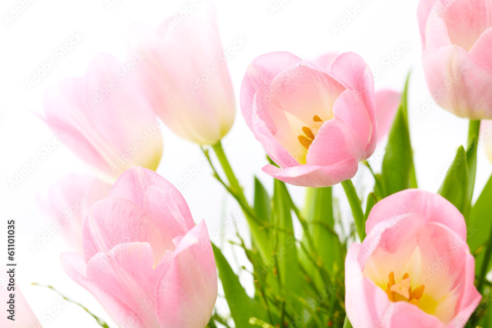 Fototapeta Bukiet różowe tulipany