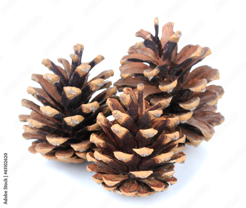 Beautiful pine cones isolated on white Beautiful pine cones isolated on white
