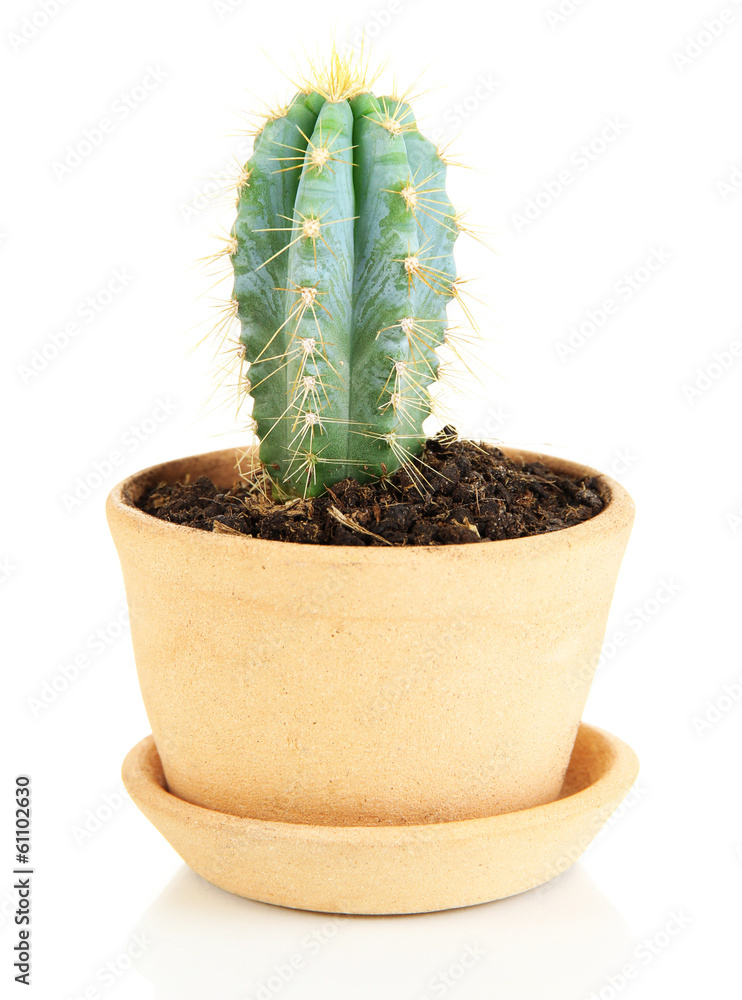 Beautiful cactus in flowerpot, isolated on white Beautiful cactus in flowerpot, isolated on white