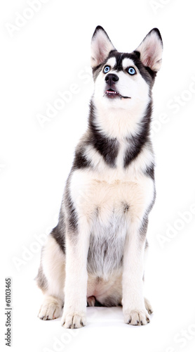 Fototapeta Naklejka Na Ścianę i Meble -  Beautiful cute husky puppy, isolated on white
