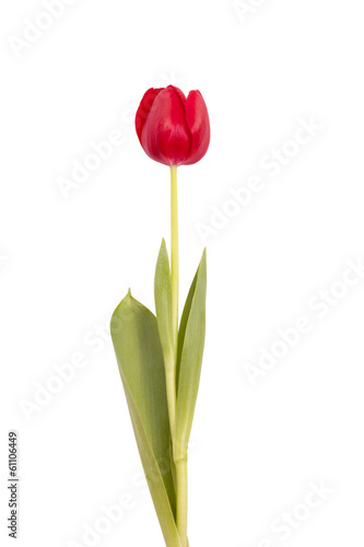 flower tulip