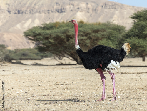 Male of African ostrich (Struthio camelus) in Nature reserve
