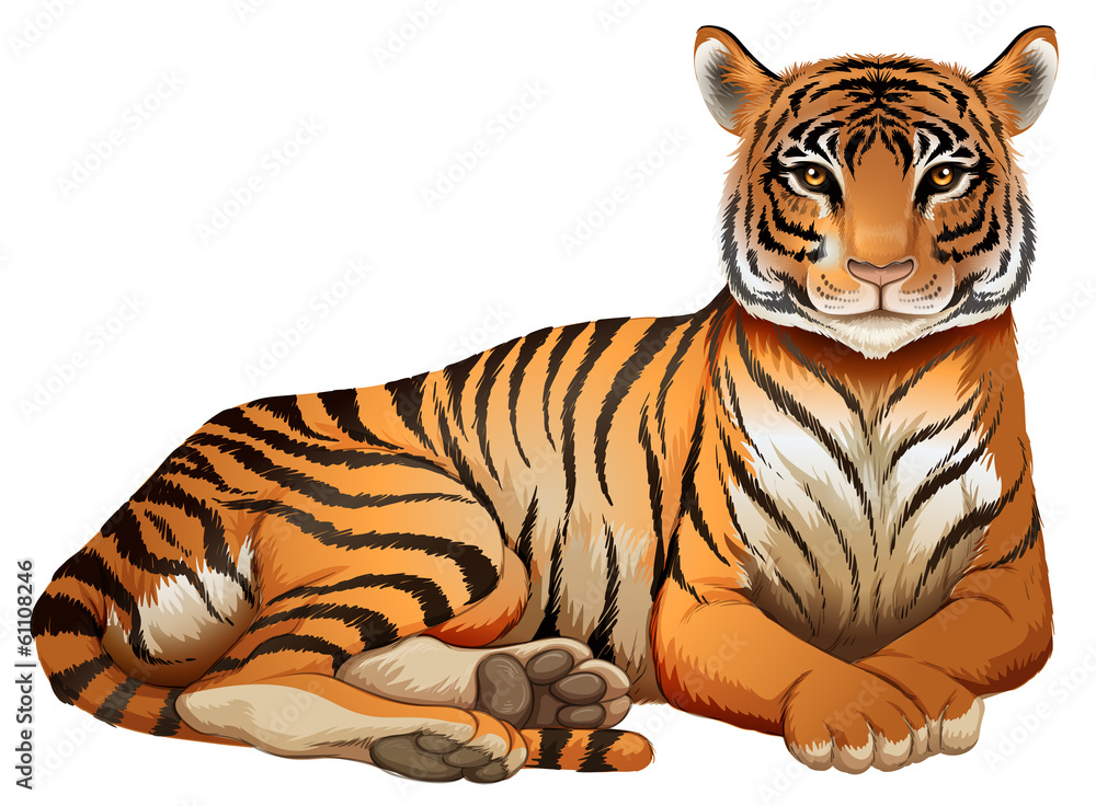 Obraz premium A tiger