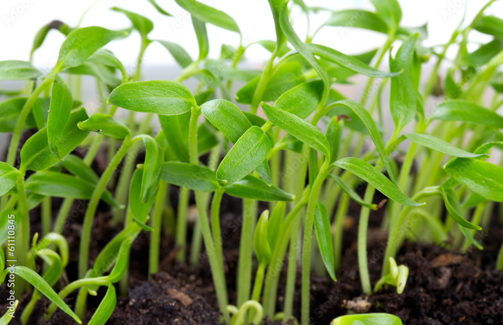 paprika seedlings paprika seedlings
