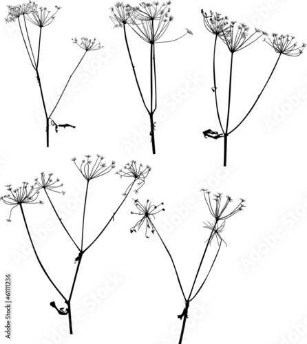 set of five dry autumn plants isolated on white