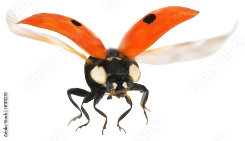 red flying ladybug isolated on white