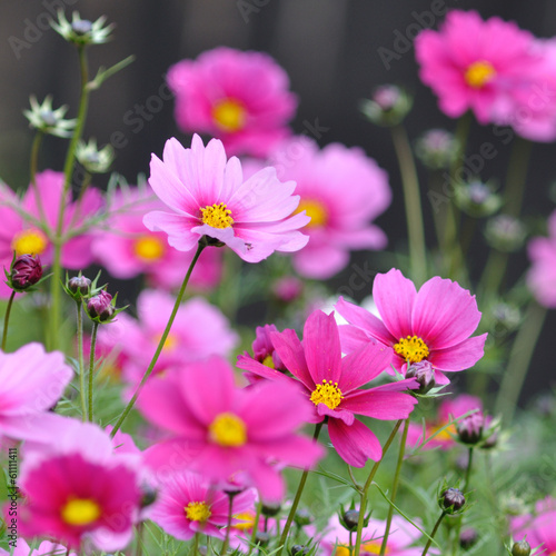 Many beautiful flowers in field