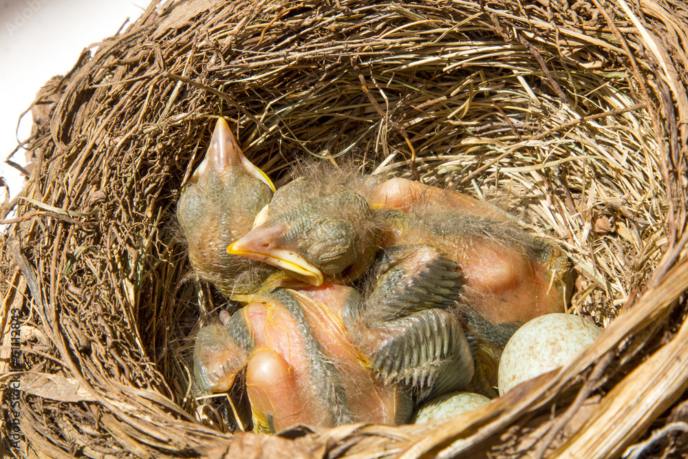 small Blackbirds just leave the egg in the nest small Blackbirds just leave the egg in the nest