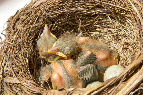 small Blackbirds just leave the egg in the nest
