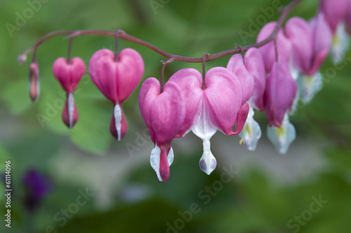 Bleeding Hearts flowers photo