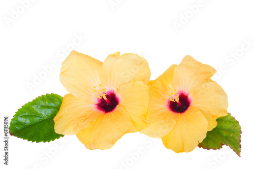two yellow hibiscus flowers