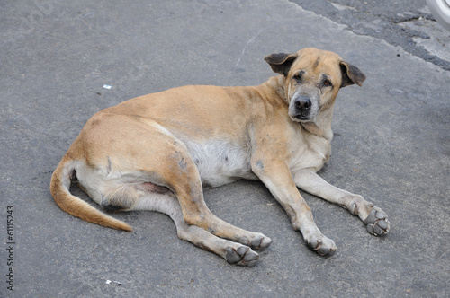 Single lost strayed dog sleeping on street