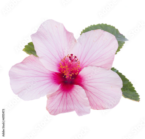 one pink hibiscus flower